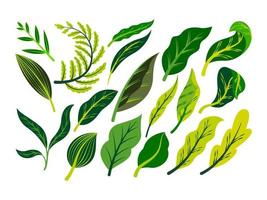 Exotic tropical leaves collection. Tropical leaves set. Exotic plants. Tropical leaves and flowers. Palm leaf, jungle trees. Jungle exotic leaf. Botanical, floral illustration. Isolated vector. vector