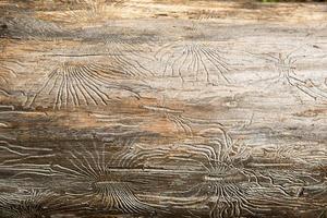 textura de madera natural con líneas dibujadas por un escarabajo de corteza en forma de arañas. fondo, escarabajo de corteza, tronco de árbol foto