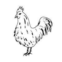 Hand-drawn simple ink vector sketch. Black-white rooster isolated on a white background. Poultry, farm animals.