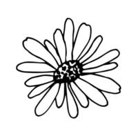 Simple vector drawing in black outline. Daisy flower isolated on a white background. Petals, element of nature, garden plants.