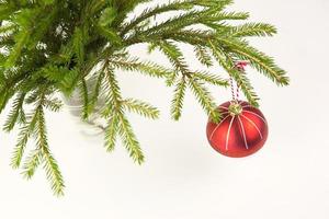 Red Christmas ball on a live spruce branch in a vase on a white background. New year, Christmas, copy space photo