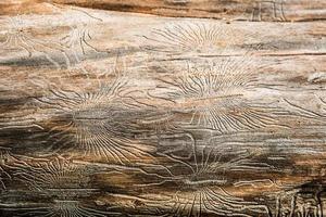 textura de madera natural con líneas dibujadas por un escarabajo de corteza en forma de arañas. fondo, escarabajo de corteza, tronco de árbol foto