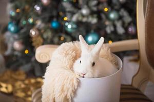 un conejo blanco se sienta dentro de una caja redonda blanca. decoración navideña, árbol de navidad con guirnaldas de luces. Año Nuevo. mascotas en casa, animal como regalo foto