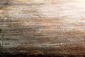 Natural wood texture with lines drawn by a bark beetle in the shape of spiders. Background, bark beetle, tree trunk photo