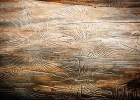 Natural wood texture with lines drawn by a bark beetle in the shape of spiders. Background, bark beetle, tree trunk photo