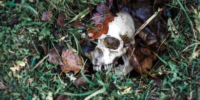 un cráneo humano en la hierba está enterrado bajo las hojas de otoño. Primer plano de cráneo falso en fondo natural. foto