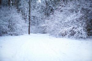 un camino a través de un bosque cubierto de nieve con huellas en la nieve. ramas desnudas gráficas de los árboles en el bosque blanco. paisaje de invierno foto