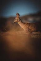 wild roe deer photo