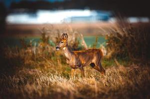 wild roe deer photo