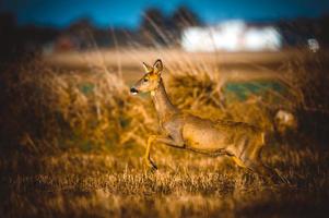 wild roe deer photo