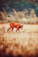 wild roe deer photo