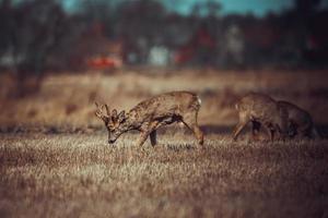 wild roe deer photo