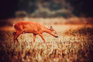 wild roe deer photo