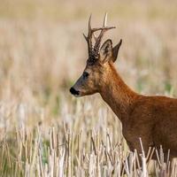 wild roe deer photo