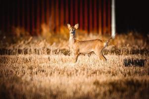 wild roe deer photo