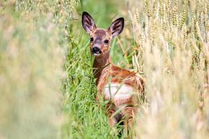 wild roe deer photo