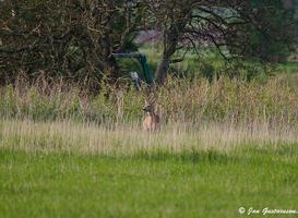 wild roe deer photo