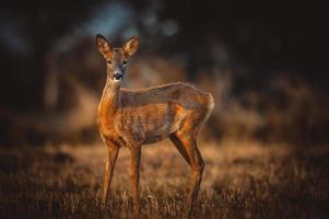 wild roe deer photo