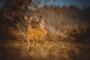 wild roe deer photo