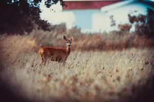 wild roe deer photo