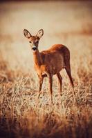 wild roe deer photo