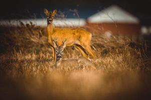 wild roe deer photo