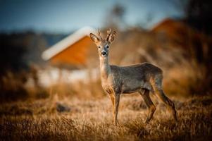 wild roe deer photo