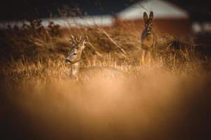 wild roe deer photo