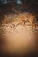 wild roe deer photo