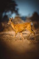 wild roe deer photo