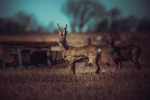 wild roe deer photo