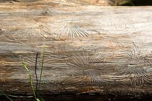 textura de madera natural con líneas dibujadas por un escarabajo de corteza en forma de arañas. fondo, escarabajo de corteza, tronco de árbol foto