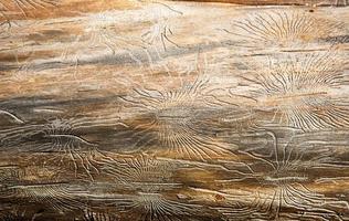 Natural wood texture with lines drawn by a bark beetle in the shape of spiders. Background, bark beetle, tree trunk photo