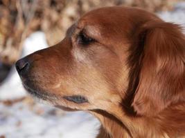 Beautiful Golden Retriever photo