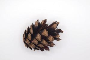 a small brown pine cone on a white background photo