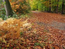 tiempo de otoño en westfalia foto