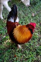 Rooster in yard photo