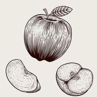 Illustration vintage apple fruit with engraving style on white background vector