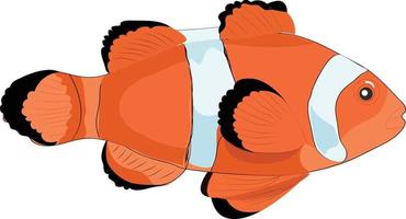 colorful clownfish vector illustration.