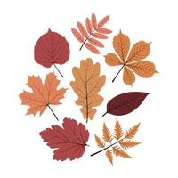 vector hojas de otoño hoja de abedul, arce, serbal, roble, castaño, álamo. un conjunto de hojas de otoño.