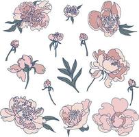 conjunto de capullos de flores de vector de peonías