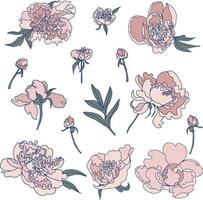 set of peonies vector flower buds