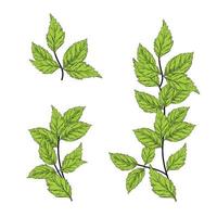 Mint branch vector stock illustration. Elements of the horizontal border. Leaves and stem. Isolated on a white background.