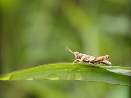 Grasshopper on leaf, macro photography, extreme close up photo
