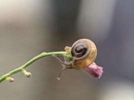 Snail on flowers twig, in the morning with white background, macro photography, extreme close up photo