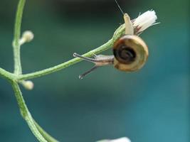 Snail on flowers twig, in the morning with white background, macro photography, extreme close up photo