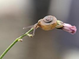 Snail on flowers twig, in the morning with white background, macro photography, extreme close up photo