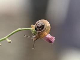 caracol en ramita de flores, por la mañana con fondo blanco, fotografía macro, primer plano extremo foto