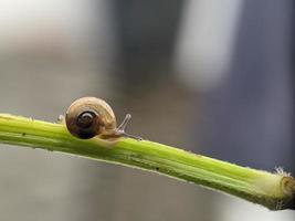 Snail on flowers twig, in the morning with white background, macro photography, extreme close up photo