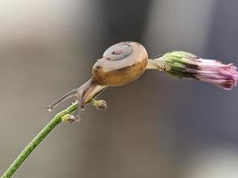 Snail on flowers twig, in the morning with white background, macro photography, extreme close up photo
